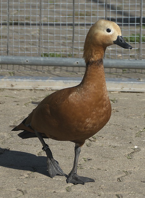 略来引领潮
